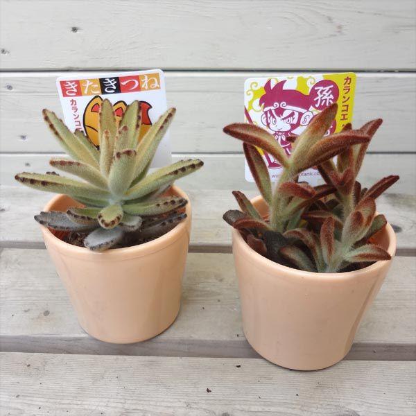 多肉植物：カランコエ 孫悟空orキタキツネ : 遊恵盆栽 Yahoo!店 - 通販