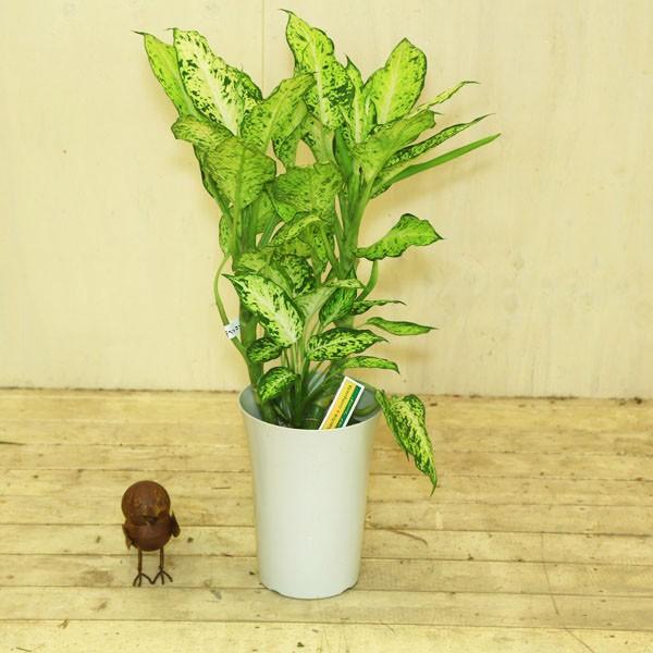 観葉植物：デヘン コンパクタ*ディフェンバキア : 遊恵盆栽 Yahoo!店