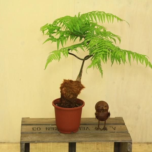 観葉植物：ゴールデンモンキー（孫悟空）タカワラビ*5号 : 遊恵盆栽