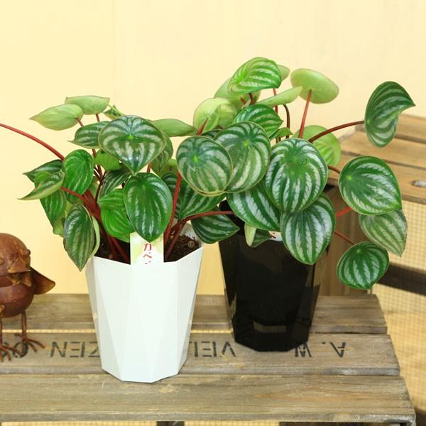 観葉植物：ペペロミア・スイカペペロミア サンデルシー 鉢色選べます