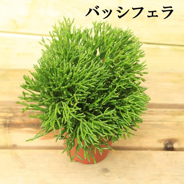 サボテン 多肉植物 観葉植物：リプサリス各種*（品種選べます