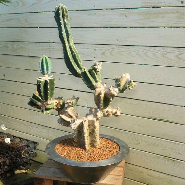 多肉植物 柱サボテン キメンカク ウォーターポット 現品限り F2469 遊恵盆栽 Yahoo 店 通販 Yahoo ショッピング