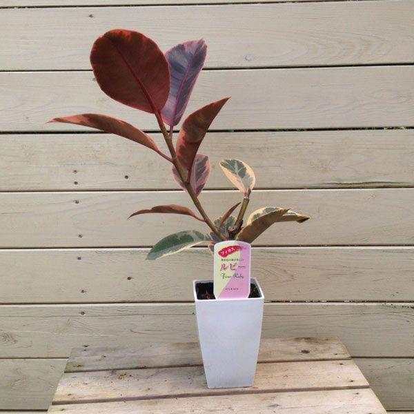フィカス ルビー（斑入りゴムの木） フィカスルビー（ゴムの木） 観葉植物 人気 植物 ゴム 樹 木 グリーン