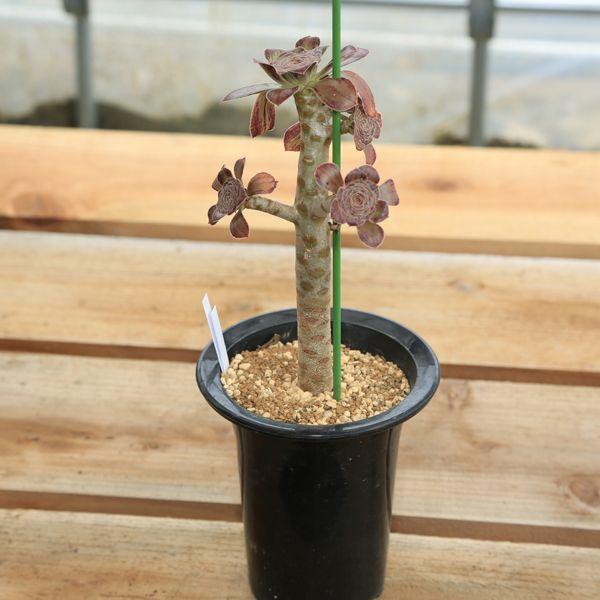 多肉植物：アエオニウム まだら黒法師*現品選べます : 遊恵盆栽 Yahoo