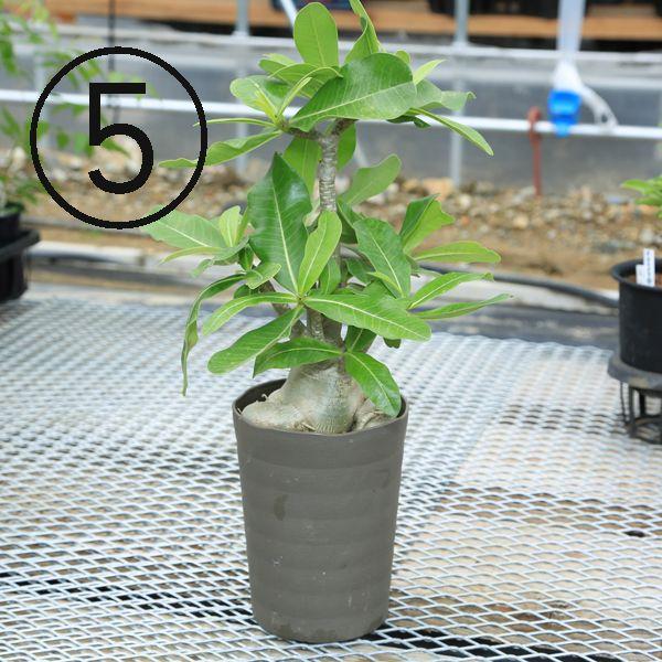 多肉植物 ミニバオバブ アデニウム ソコトラナム 現品選べます Buyee Buyee 日本の通販商品 オークションの代理入札 代理購入