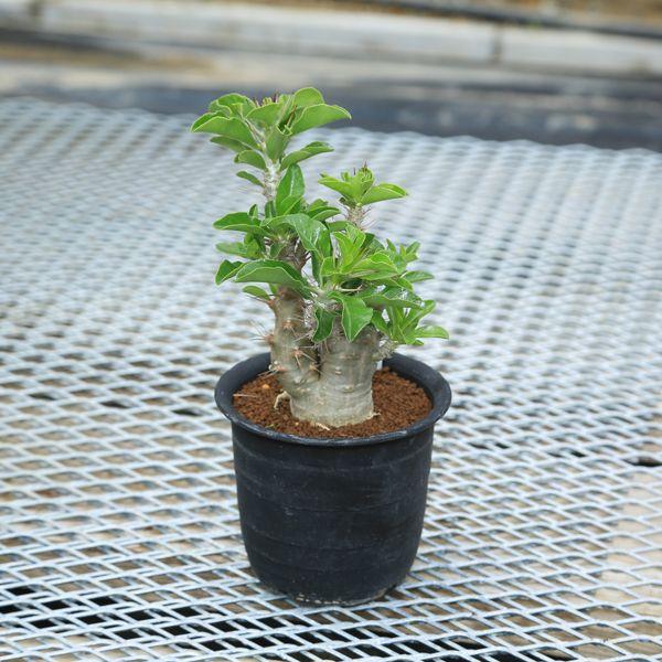 多肉植物：パキポディウム・サウンデルシー 白馬城(小)*現品選べます