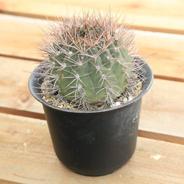 サボテン：ギムノカリキウム・マザネンセ 摩天竜*（現品 一品限り