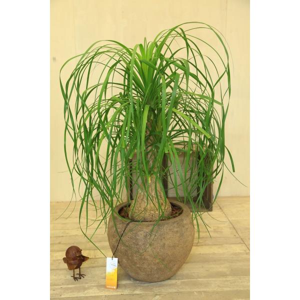 観葉植物 ノリナ トックリラン ポニーテール 現品 グラスファイバー 大型配送 現品 Buyee Buyee Japanese Proxy Service Buy From Japan Bot Online