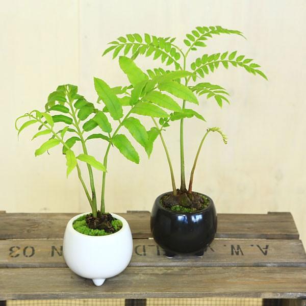 観葉植物 シダ植物 リュウビンタイ こけ付き モダン鉢 お色選べます F2790 遊恵盆栽 Yahoo 店 通販 Yahoo ショッピング