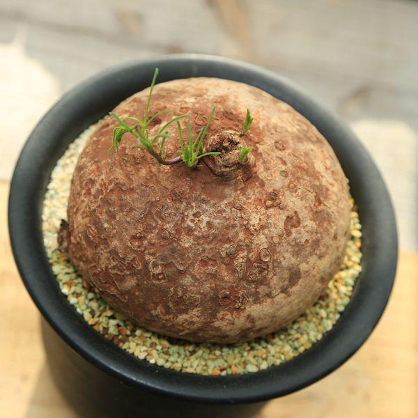 塊根植物：イポメア・ホルビー : 遊恵盆栽 Yahoo!店 - 通販 - Yahoo