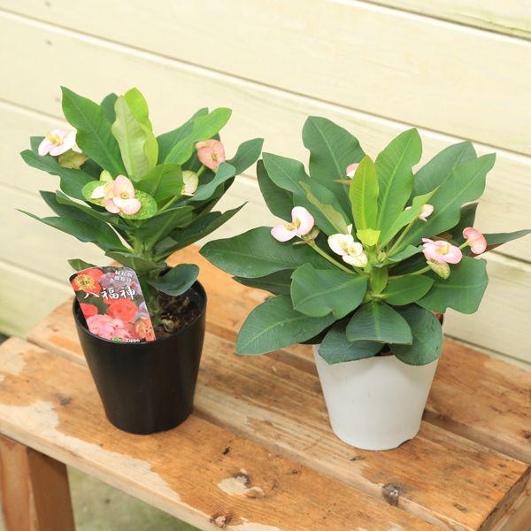 多肉植物 花苗 ハナキリン 八福神 ４号 Buyee Buyee 일본 통신 판매 상품 옥션의 대리 입찰 대리 구매 서비스