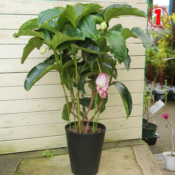 特大サイズ・希少・観葉植物:メディニラマグニフィカ*10号 現品選べ