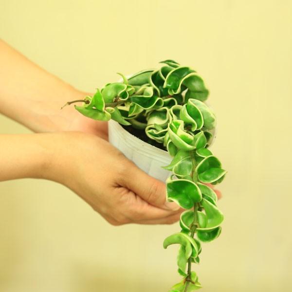 観葉植物 多肉植物 ホヤ カルノーサ コンパクタ バリエガータ F3302 遊恵盆栽 Yahoo 店 通販 Yahoo ショッピング