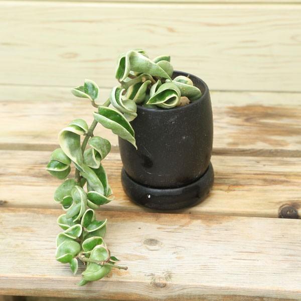 多肉植物 ホヤ カルノーサ コンパクタ バリエガータ わゆら陶器鉢 F3302 Wayura 遊恵盆栽 Yahoo 店 通販 Yahoo ショッピング