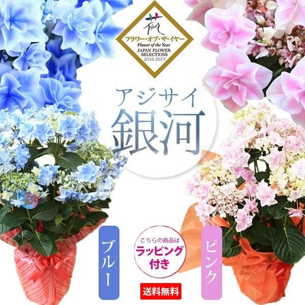 遅れてごめんね 父の日ギフトアジサイ 紫陽花 ガクアジサイ 銀河 ブルー万華鏡アジサイと並ぶ美しい花 ラッピング付 プレゼントにも F3311 遊恵盆栽 Yahoo 店 通販 Yahoo ショッピング