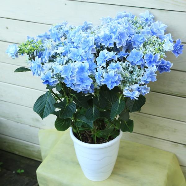 庭木 植木 苗 訳あり アジサイ 紫陽花 銀河 ガラスのカタツムリ付き 花色は土質により異なる場合がございます F3311 W B 遊恵盆栽 Yahoo 店 通販 Yahoo ショッピング