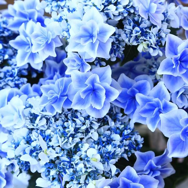 庭木 植木 苗 訳あり アジサイ 紫陽花 銀河 ガラスのカタツムリ付き 花色は土質により異なる場合がございます Buyee Buyee 일본 통신 판매 상품 옥션의 대리 입찰 대리 구매 서비스