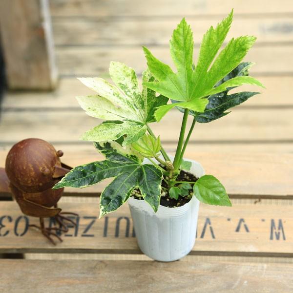 庭木 苗 観葉植物 おしゃれ 斑入り八手 ヤツデ F3342 遊恵盆栽 Yahoo 店 通販 Yahoo ショッピング