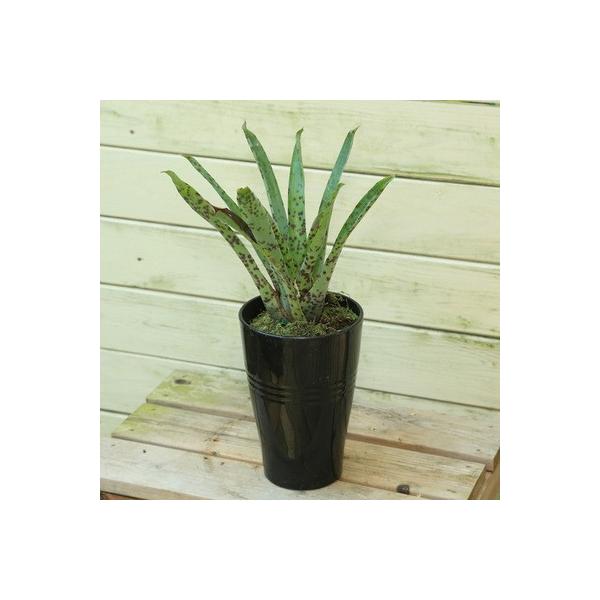 稀少植物 ブロメリア アナナス フリーシア リンテン アンドレ フリーセア Buyee Buyee 提供一站式最全面最專業現地yahoo Japan拍賣代bid代拍代購服務 Bot Online