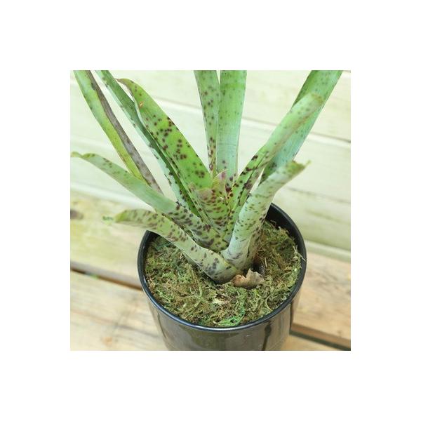 稀少植物 ブロメリア アナナス フリーシア リンテン アンドレ フリーセア Buyee Buyee 提供一站式最全面最專業現地yahoo Japan拍賣代bid代拍代購服務 Bot Online