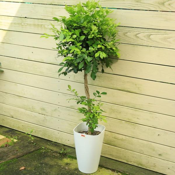 観葉植物 シルクジャスミン ゲッキツ F3353 遊恵盆栽 Yahoo 店 通販 Yahoo ショッピング