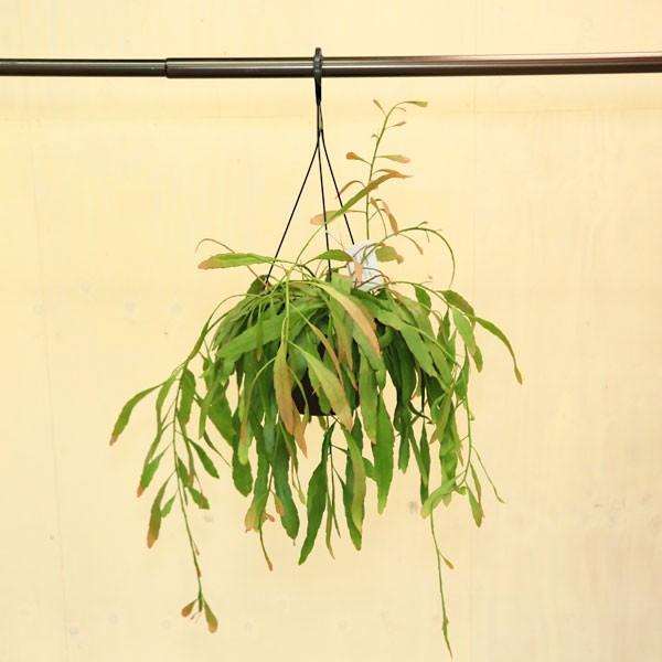 特大 リプサリス ラムローサ 8号 吊り鉢 多肉植物：リプサリス ラムローサ*7号吊り鉢 観葉植物 希少特大サイズ