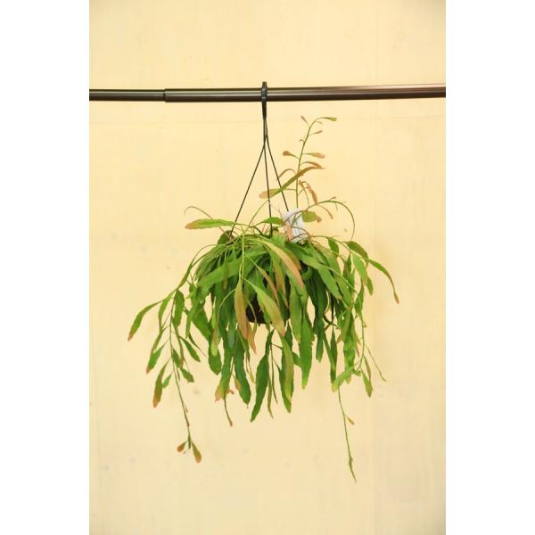 多肉植物 リプサリス ラムローサ ７号吊り鉢 観葉植物 希少特大サイズ Buyee Buyee 提供一站式最全面最專業現地yahoo Japan拍賣代bid代拍代購服務 Bot Online