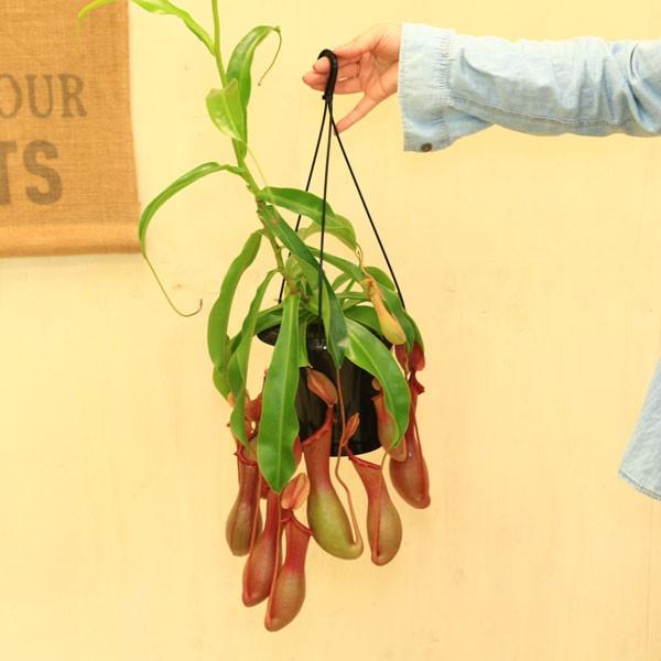 観葉 食虫植物 ウツボカズラ ネペンシス アラータ ネペンテス Lサイズ F3375 L 遊恵盆栽 Yahoo 店 通販 Yahoo ショッピング