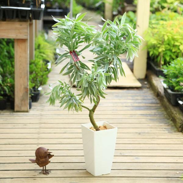 希少品種 観葉植物：リューカデンドロン シルバーアフリカーナ