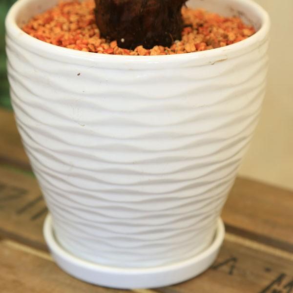 観葉植物 ゴールデンモンキー 孫悟空 タカワラビ Mse陶器鉢 受皿付 Buyee Buyee Japanese Proxy Service Buy From Japan Bot Online