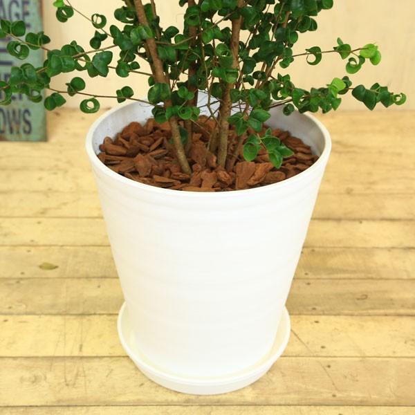 おしゃれ 観葉植物 バロック フィカスベンジャミン ベンジャミナ 白セラアート鉢 バーク 受皿付 Buyee Buyee Japanese Proxy Service Buy From Japan Bot Online
