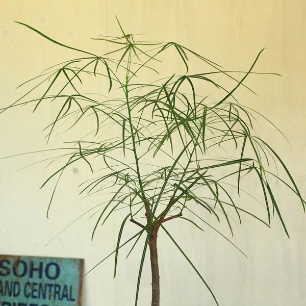 観葉植物 ブラキキトン ルペストリス ボトルツリー ベルーノ陶器鉢 受け皿付 バークチップ Buyee Buyee Japanese Proxy Service Buy From Japan Bot Online