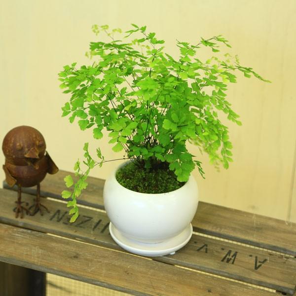 鉢色選べます 観葉植物 アジアンタム モダンホワイト陶器鉢14cm 受け皿付 苔付き F3509 遊恵盆栽 Yahoo 店 通販 Yahoo ショッピング