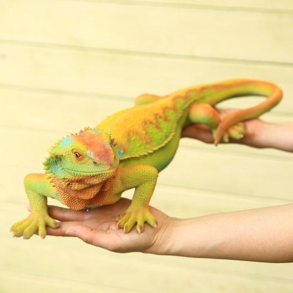 置物・フィギュア：オレンジオオトカゲ*w-465 : 遊恵盆栽 Yahoo!店