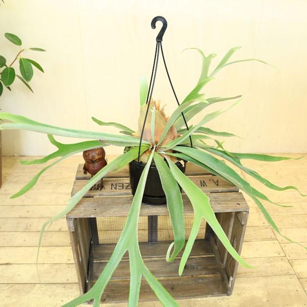 観葉植物 コウモリラン ビカクシダ ビーチー 吊り鉢 F3543 遊恵盆栽 Yahoo 店 通販 Yahoo ショッピング