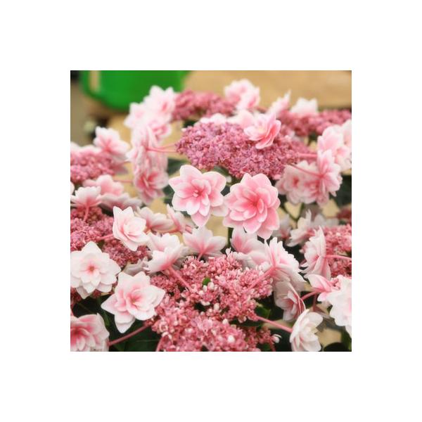 庭木 アジサイ 紫陽花 雨に唄えば Buyee Buyee บร การต วกลางจากญ ป น ซ อจากประเทศญ ป น