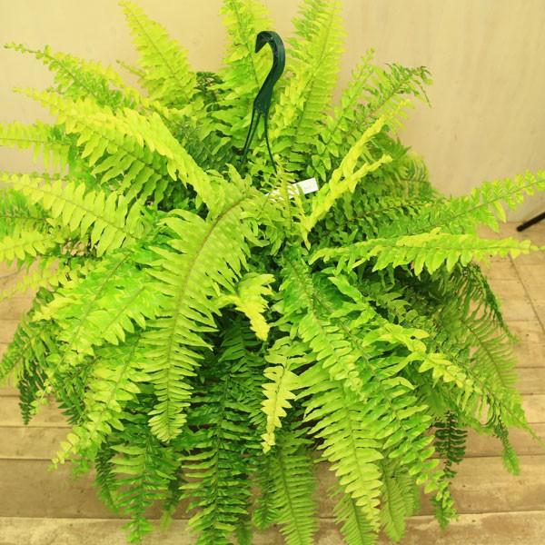 希少品種 観葉植物 おしゃれ：斑入りネフロレピス エクセルタータ