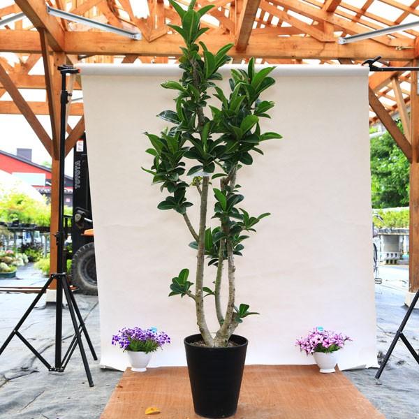 観葉植物：フィカス アポロ*アポロゴム大型配送 : 遊恵盆栽 Yahoo!店