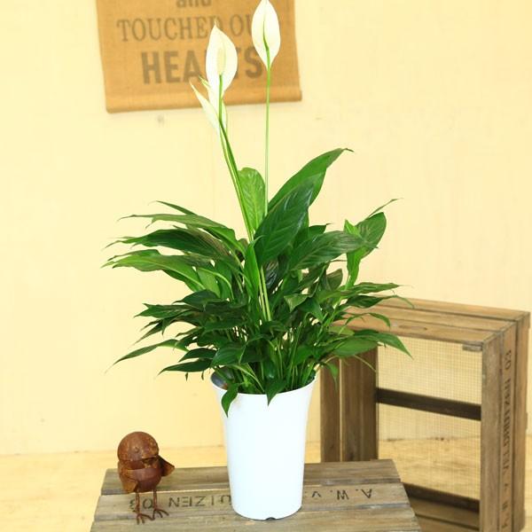 おしゃれ 観葉植物 スパティフィラム ホワイト 葉の色選べます Buyee Buyee Japanese Proxy Service Buy From Japan Bot Online