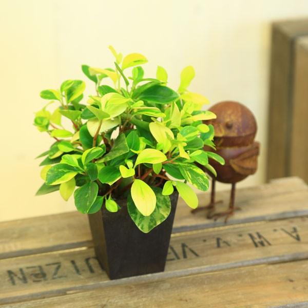 観葉植物 おしゃれ ペペロミア グラベラ エコポット ぺぺろみあ F3736 遊恵盆栽 Yahoo 店 通販 Yahoo ショッピング