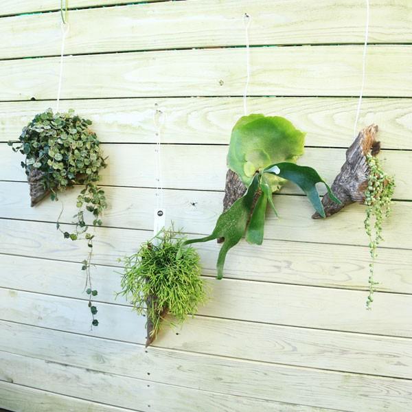 観葉植物 おしゃれ：多肉植物 流木仕立て*リプサリス ビカクシダ