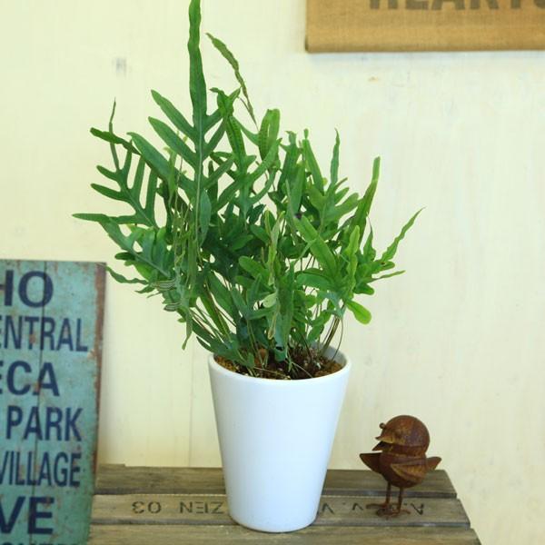 観葉植物 フレボディウム オーレウム ブルースター マット白陶器鉢 しだ F3776 遊恵盆栽 Yahoo 店 通販 Yahoo ショッピング