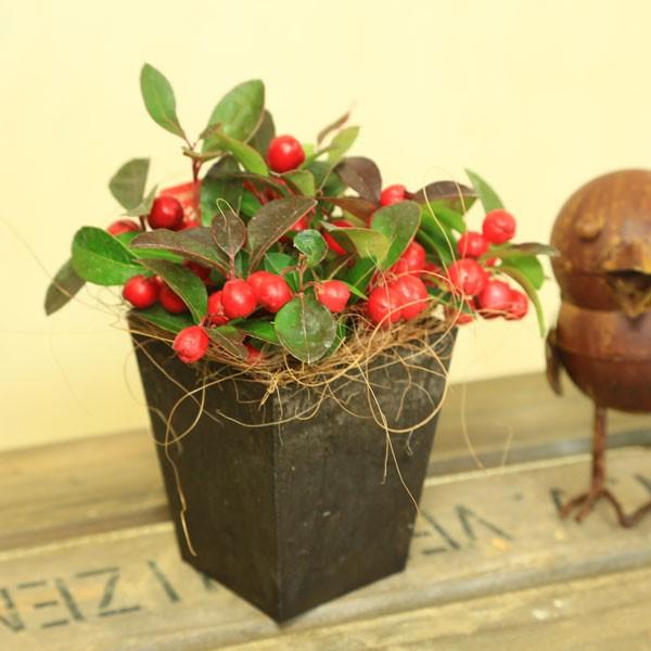 観葉 鉢植え 大実ゴールテリア チェッカーベリー ヒメコウジ 姫柑子 エコポット ヤシ F3800 遊恵盆栽 Yahoo 店 通販 Yahoo ショッピング