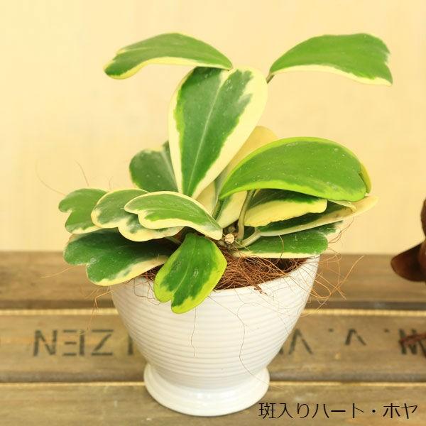 観葉植物 多肉植物 ホヤカルノーサ ハートホヤ陶器鉢 ほや 受け皿付 飾りヤシ Buyee Buyee 日本の通販商品 オークションの代理入札 代理購入