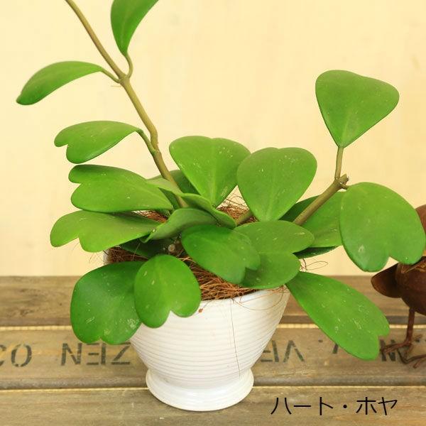 観葉植物 多肉植物 ホヤカルノーサ ハートホヤ陶器鉢 ほや 受け皿付 飾りヤシ Buyee Buyee 日本の通販商品 オークションの入札サポート 購入サポートサービス
