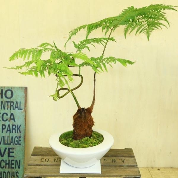 希少品種・観葉植物：ゴールデンモンキー（孫悟空）*タカワラビ(特大