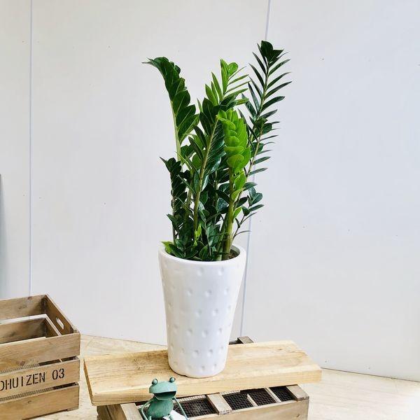 観葉植物 おしゃれ：ザミオクルカス “ザミフォーリア”（金銭樹）*陶器