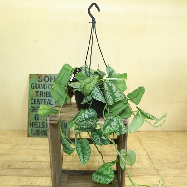 観葉植物 おしゃれ：シラフカズラ スキンダプサス ピクタス