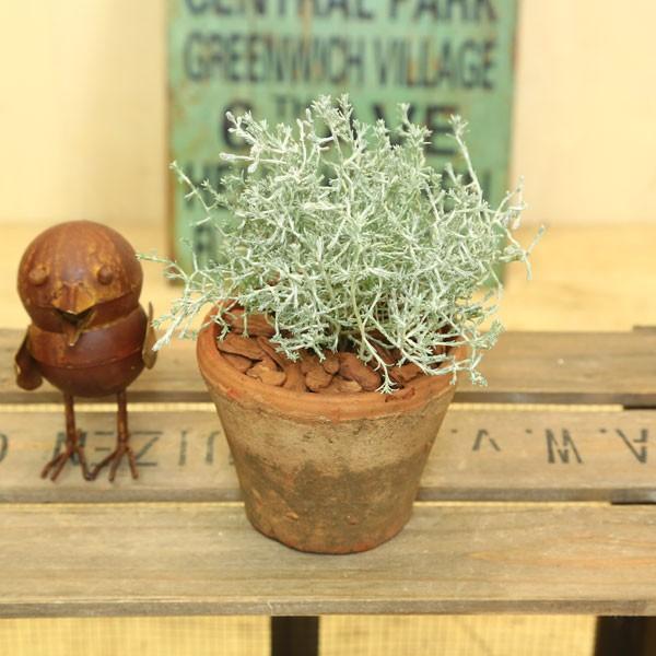 観葉植物 おしゃれ プラチーナ モスポット カロケファルスシルバーブッシュ ウッドチップ F3860 遊恵盆栽 Yahoo 店 通販 Yahoo ショッピング