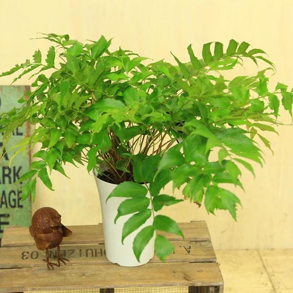 シダ植物 観葉植物 おしゃれ キルトミウム ファルカツム オニヤブソテツ プラポット F35 P 遊恵盆栽 Yahoo 店 通販 Yahoo ショッピング